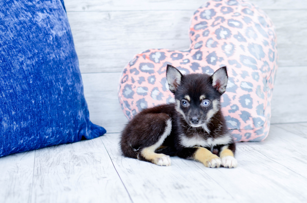 Meet Koda Girl - our Pomsky Puppy Photo 2/4 - Florida Fur Babies