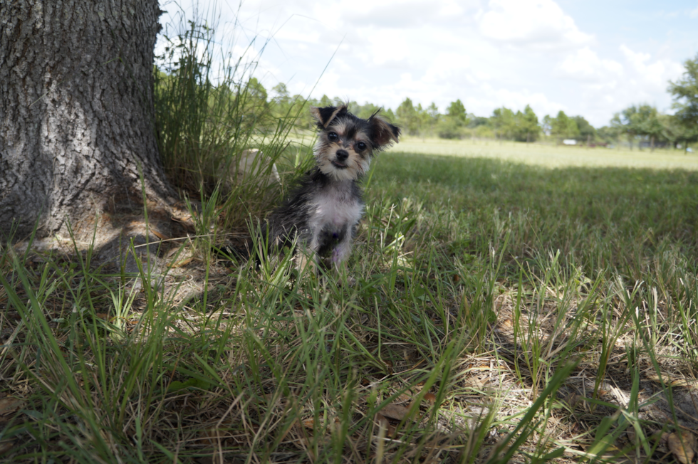 Meet Zach - our Morkie Puppy Photo 2/2 - Florida Fur Babies