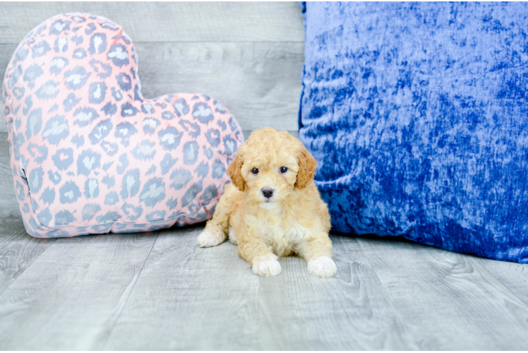 Meet  Frieda - our Mini Goldendoodle Puppy Photo 1/3 - Florida Fur Babies