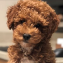 Puppy For Sale - Florida Fur Babies Puppy For Sale - Florida Fur Babies