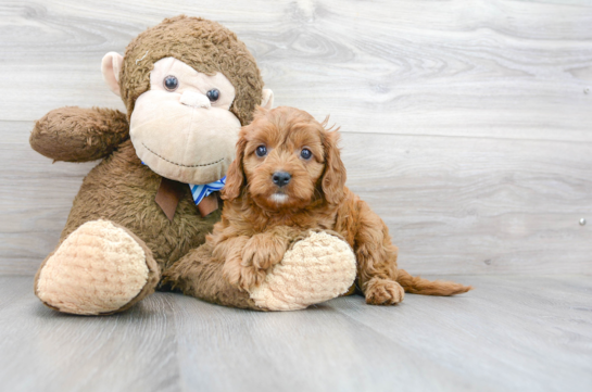 15 week old Cavapoo Puppy For Sale - Florida Fur Babies