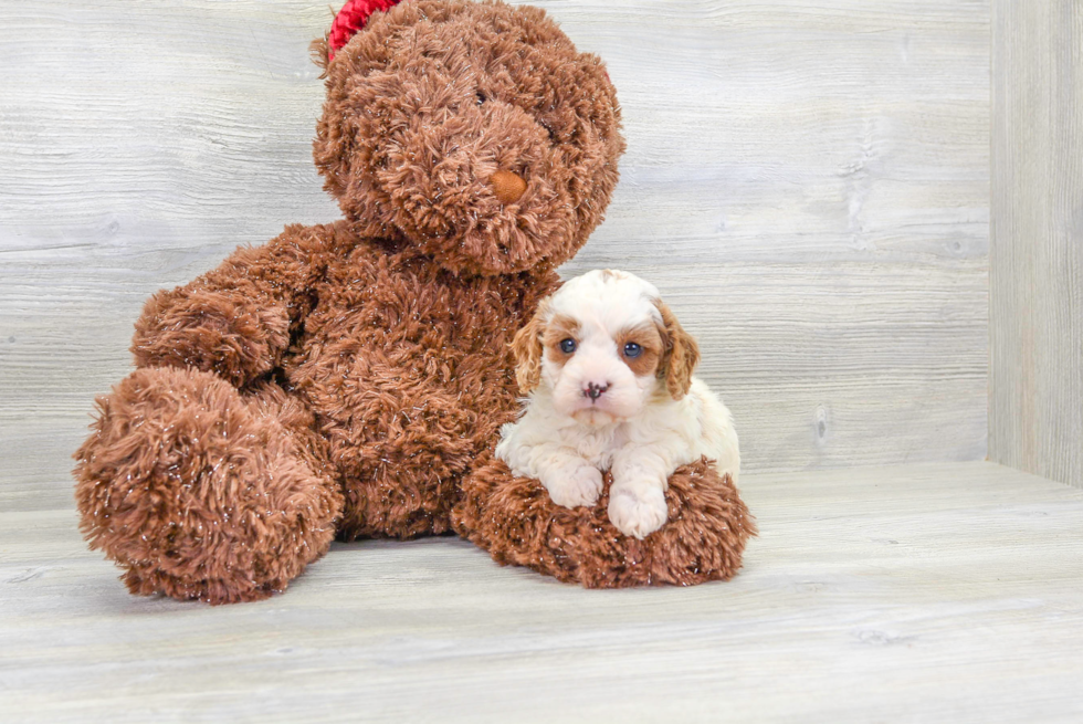 Meet Tater - our Cavapoo Puppy Photo 2/4 - Florida Fur Babies