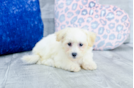 Meet Stacy - our Bichon Frise Puppy Photo 4/4 - Florida Fur Babies
