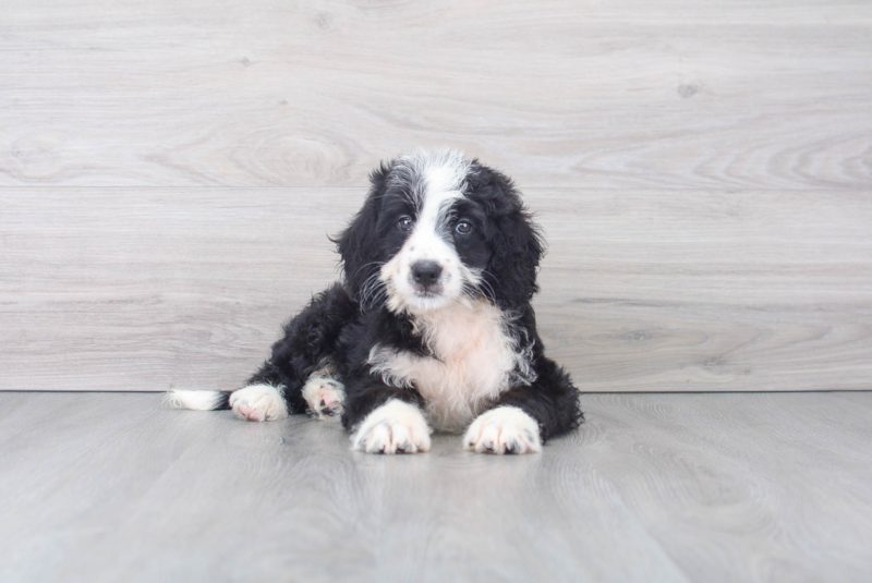 Meet Linux - our Mini Bernedoodle Puppy Photo 2/4 - Florida Fur Babies