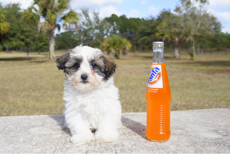 Meet Spree - our Havanese Puppy Photo 1/2 - Florida Fur Babies