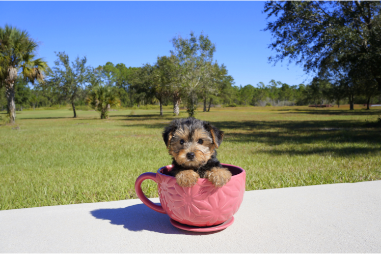 Meet Ivy - our Yorkshire Terrier Puppy Photo 2/4 - Florida Fur Babies