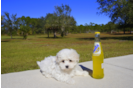 Meet  Winter - our Maltese Puppy Photo 2/2 - Florida Fur Babies