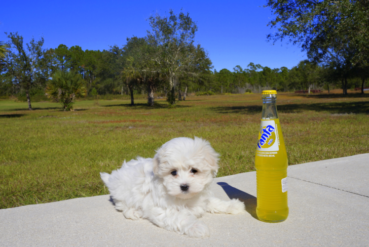 Meet  Winter - our Maltese Puppy Photo 2/2 - Florida Fur Babies
