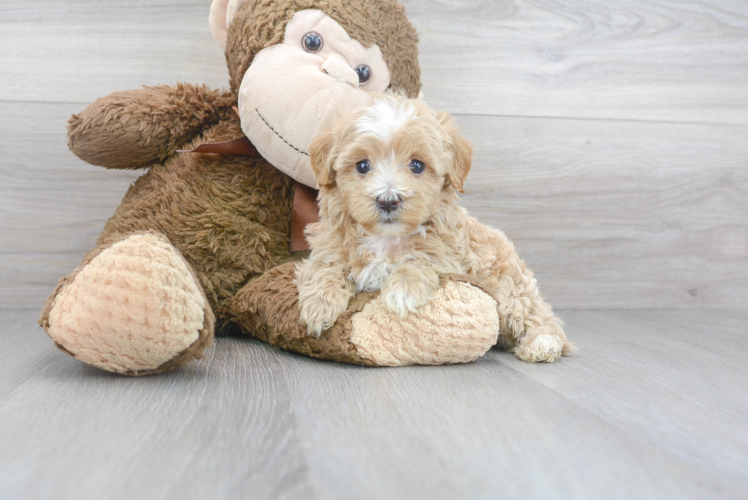 Meet Hamilton - our Maltipoo Puppy Photo 1/3 - Florida Fur Babies