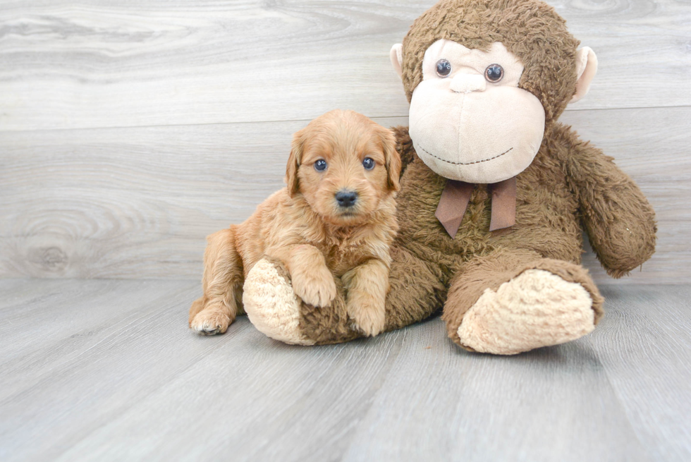 Meet Charlotte - our Mini Goldendoodle Puppy Photo 1/3 - Florida Fur Babies