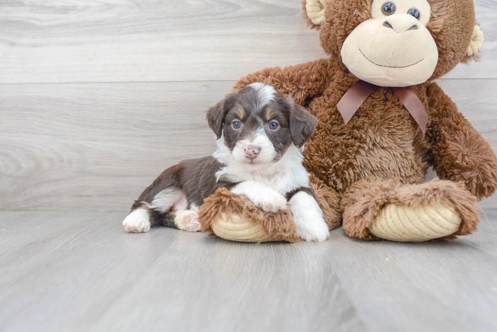 Meet Ritz - our Mini Aussiedoodle Puppy Photo 2/3 - Florida Fur Babies