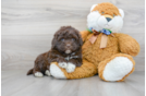Meet Sequoia - our Portuguese Water Dog Puppy Photo 1/3 - Florida Fur Babies