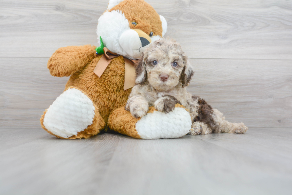 Meet Reign - our Cockapoo Puppy Photo 2/3 - Florida Fur Babies