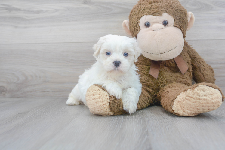Meet Chadwick - our Teddy Bear Puppy Photo 1/3 - Florida Fur Babies