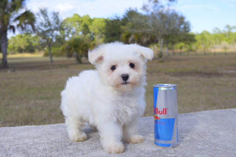Meet Francisco - our Maltese Puppy Photo 4/5 - Florida Fur Babies