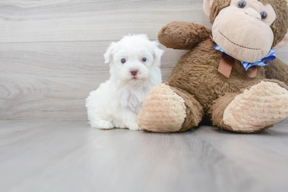 Meet Eduardo - our Havapoo Puppy Photo 2/3 - Florida Fur Babies