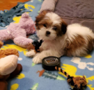 Puppy For Sale - Florida Fur Babies