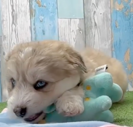 Husky Poodle Puppies For Sale - Florida Fur Babies