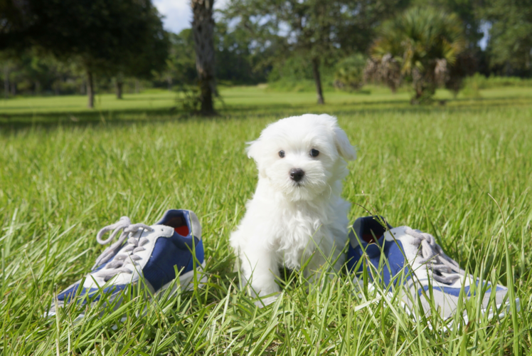 Meet John Ross - our Maltese Puppy Photo 2/3 - Florida Fur Babies