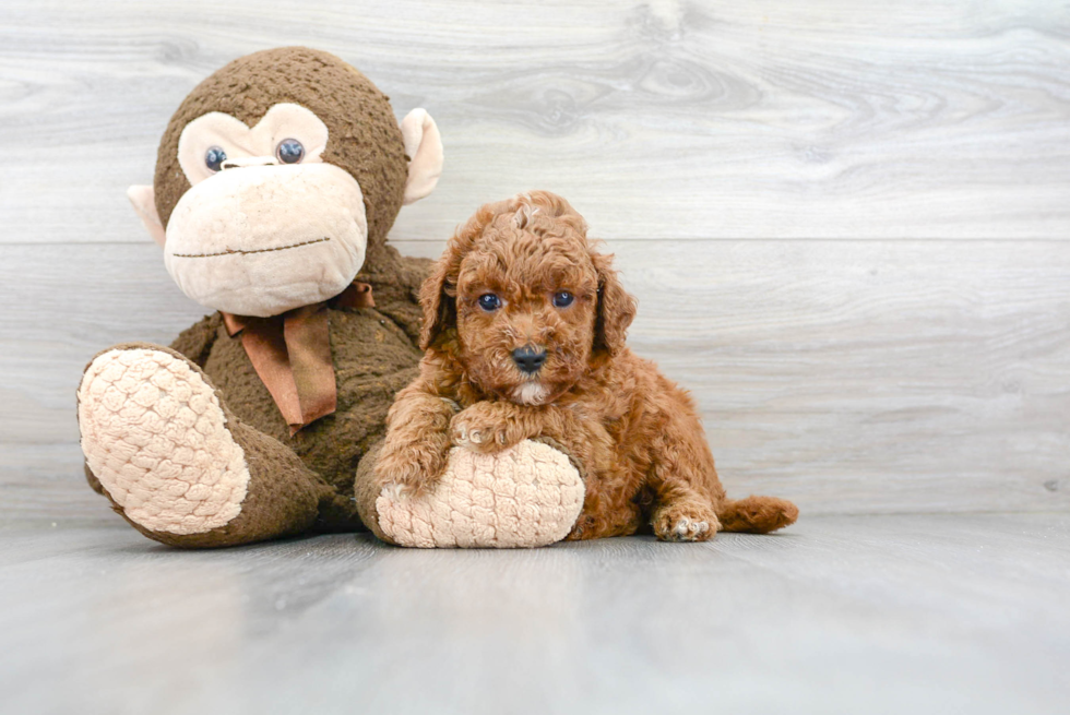 Meet Augustus - our Mini Goldendoodle Puppy Photo 1/3 - Florida Fur Babies
