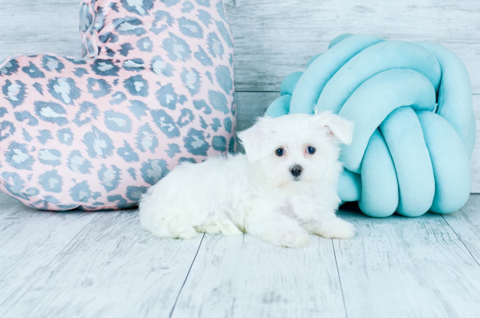 Meet  Marley Boy - our Maltese Puppy Photo 2/6 - Florida Fur Babies