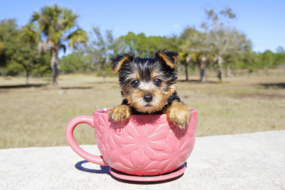 Meet Little Miss - our Yorkshire Terrier Puppy Photo 2/4 - Florida Fur Babies