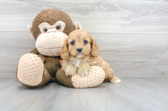 21 week old Cavapoo Puppy For Sale - Florida Fur Babies