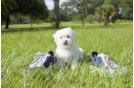Meet John Ross - our Maltese Puppy Photo 3/3 - Florida Fur Babies