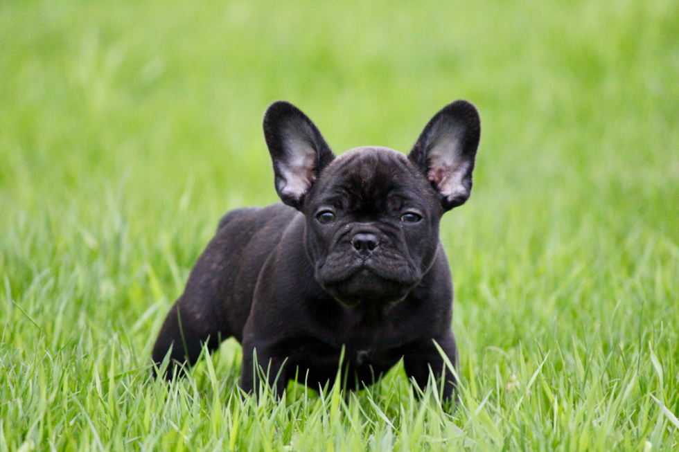 Cute Frenchie Purebred Pup