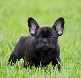 Frenchie Puppies For Sale - Florida Fur Babies