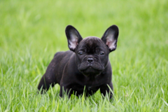 Cute Frenchie Purebred Pup