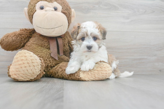 8 week old Havanese Puppy For Sale - Florida Fur Babies