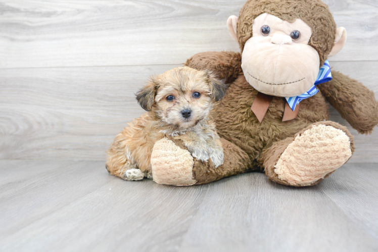 Meet Harper - our Yorkie Chon Puppy Photo 1/3 - Florida Fur Babies