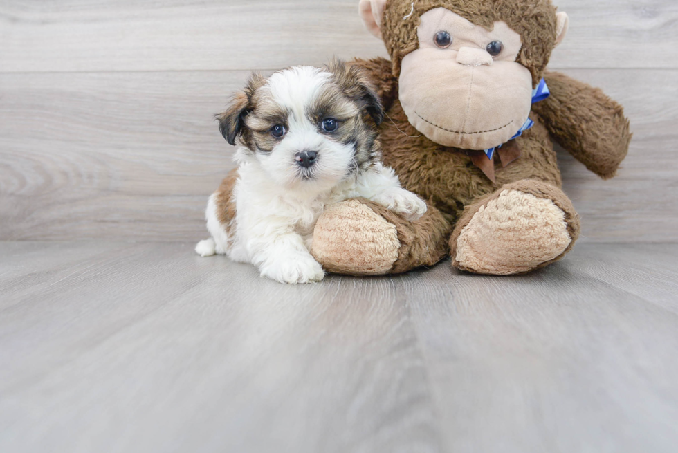 Meet Gatsby - our Teddy Bear Puppy Photo 2/3 - Florida Fur Babies