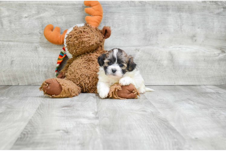 Meet  Candy - our Teddy Bear Puppy Photo 1/5 - Florida Fur Babies