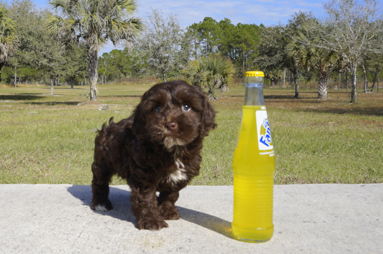 344 week old Cavapoo Puppy For Sale - Florida Fur Babies