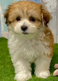 Cute Havashon Designer Pup