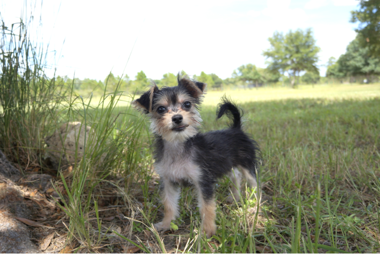 Meet Zach - our Morkie Puppy Photo 1/2 - Florida Fur Babies