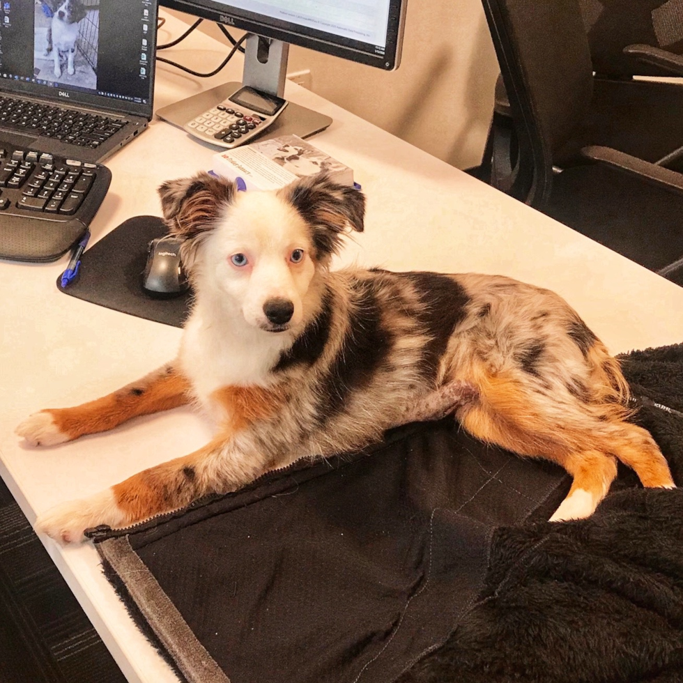 Cute Mini Aussie Purebred Pup