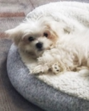 Cute Maltese Pup Cute Maltese Pup