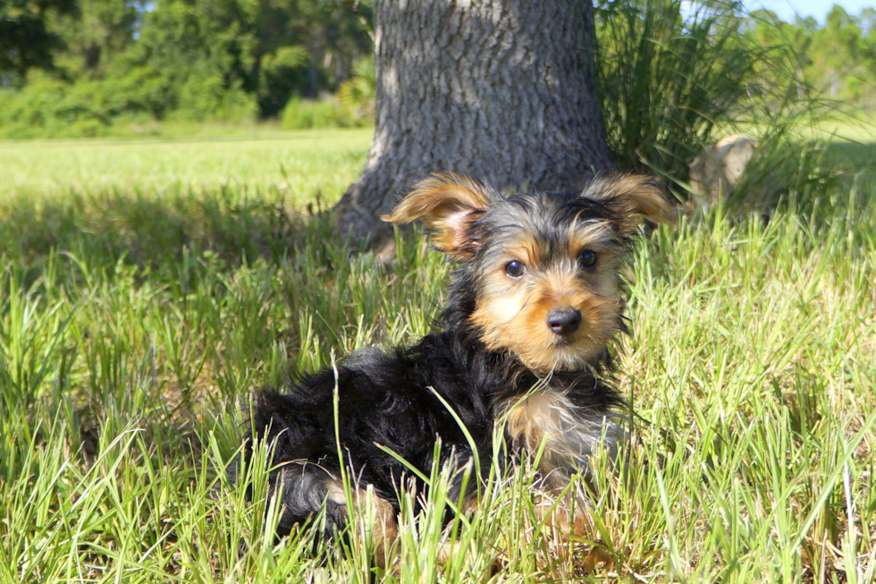 Meet Marcus - our Yorkshire Terrier Puppy Photo 