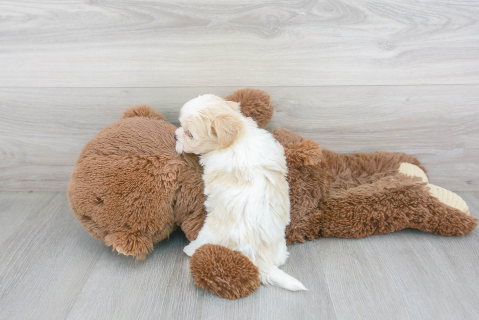 Meet Alexis - our Teddy Bear Puppy Photo 3/3 - Florida Fur Babies