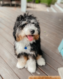 Mini Bernedoodle Being Cute