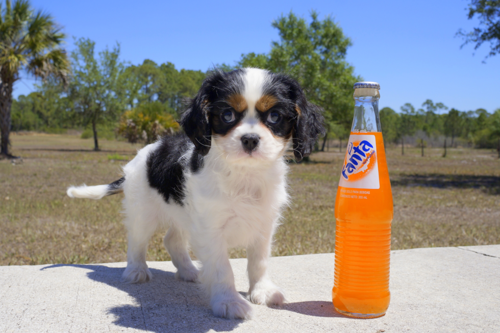 Meet Preston - our Cavalier King Charles Spaniel Puppy Photo 1/4 - Florida Fur Babies