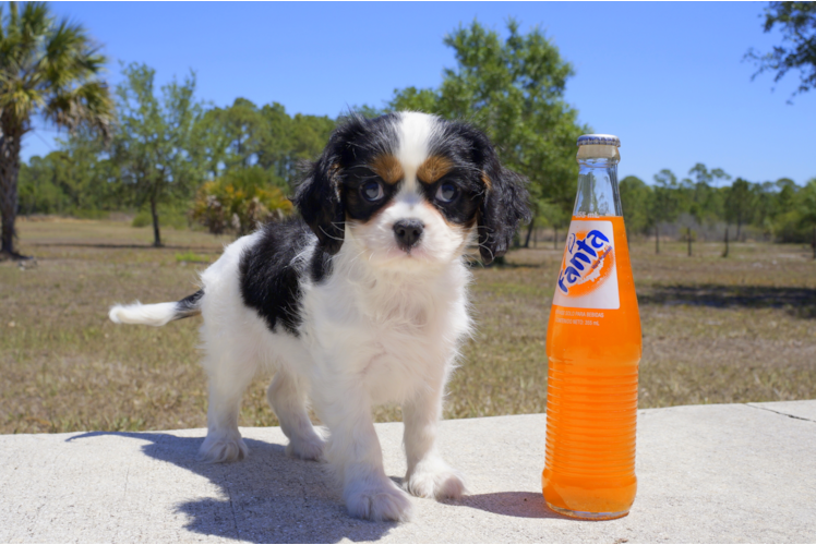 Meet Preston - our Cavalier King Charles Spaniel Puppy Photo 1/4 - Florida Fur Babies