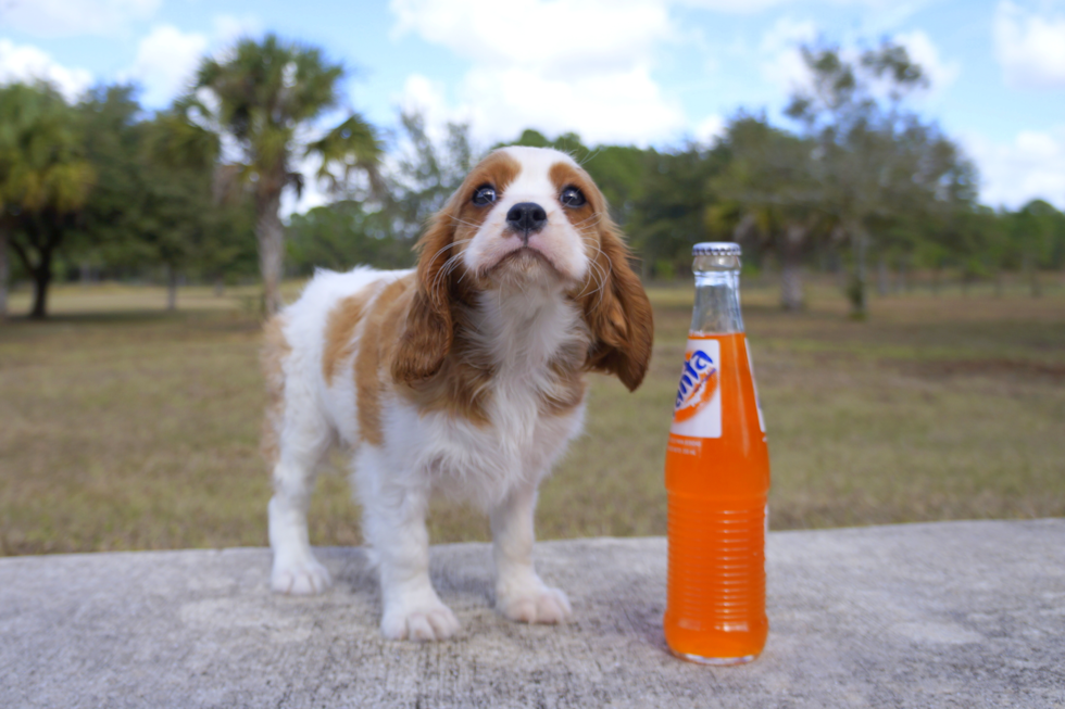 Meet Ginger - our Cavalier King Charles Spaniel Puppy Photo 2/3 - Florida Fur Babies
