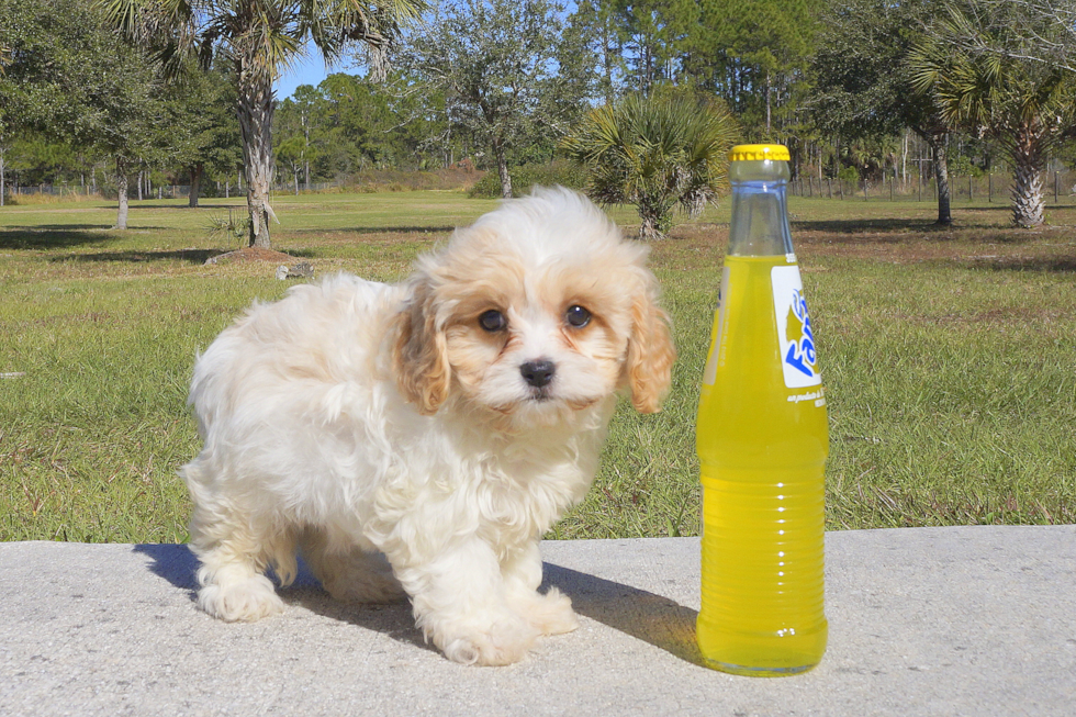 Meet Jenny - our Cavachon Puppy Photo 2/4 - Florida Fur Babies