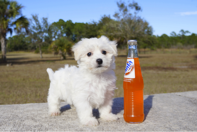 Meet Leo - our Maltipoo Puppy Photo 1/2 - Florida Fur Babies