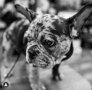 Puppy For Sale - Florida Fur Babies Puppy For Sale - Florida Fur Babies
