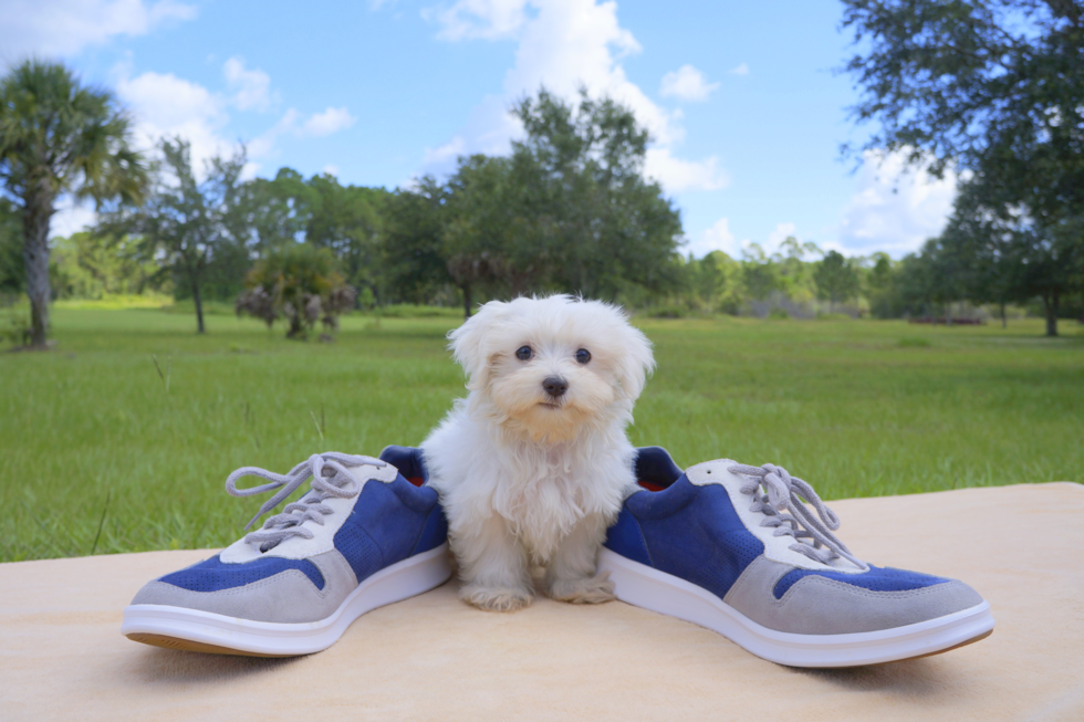Meet Mimi - our Maltese Puppy Photo 2/3 - Florida Fur Babies